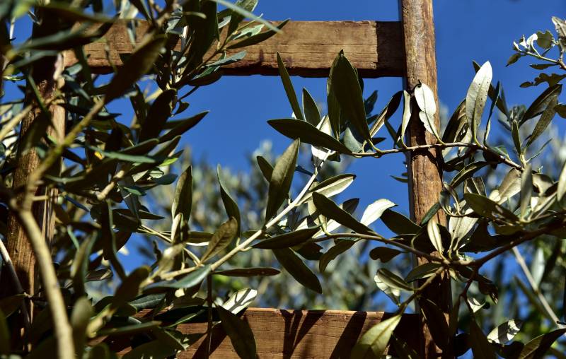 Pépinière spécialisée dans la vente d'oliviers à Aubagne, près de Marseille